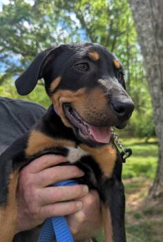 Hound and Labrador Retriever Dogs Available for Adoption in Milner, Georgia - Tyler  | PetCurious
