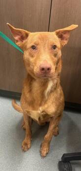 Doberman Pinscher and Pit Bull Terrier Dogs Available for Adoption in Baytown, Texas - SCRAPPY | PetCurious