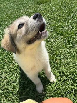 Honeysuckle -  Great Pyrenees Dog Available for Adoption in Taycheedah, Wisconsin - Honeysuckle | PetCurious