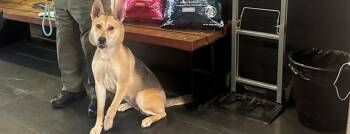 German Shepherd Dog and Mixed Breed Dogs Available for Adoption - SASHA | PetCurious