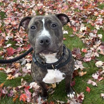 Rescue Terrier Dogs for Adoption in North Syracuse, New York - Mallory | PetCurious