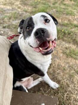 Irish -  American Staffordshire Terrier Dog for Adoption in Roseburg, Oregon - Irish | PetCurious