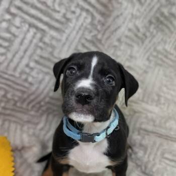 Kai -  Mixed Breed Dog for Adoption in Cleveland, Texas - Kai | PetCurious