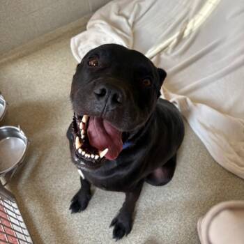 Winston Salem "Brick" -  Rottweiler and Great Dane Dog for Adoption in Columbus, North Carolina - Winston Salem "Brick" | PetCurious