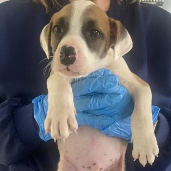 Mixed Breed Dogs Available for Adoption in Chapel Hill, North Carolina - Smokey | PetCurious
