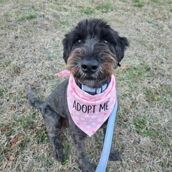 Giant Schnauzer and Poodle Dogs Available for Adoption - Kimberly Never Kim | PetCurious