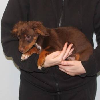 Turmeric -  Chihuahua and Dachshund Dog for Adoption in Elk Grove Village, Illinois - Turmeric | PetCurious