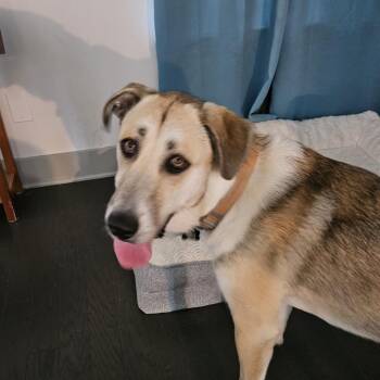 Joby - In Foster (Adoption Fee-SPONSORED!) -  Mixed Breed Dog for Adoption in Alabaster, Alabama - Joby - In Foster (Adoption Fee-SPONSORED!) | PetCurious