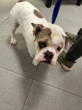 English Bulldog Dogs Available for Adoption in Rancho Cucamonga, California - JOURNIE | PetCurious