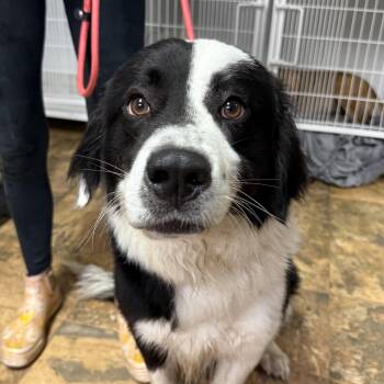 Border Collie Dogs Available for Adoption in Columbia, South Carolina - Butternut | PetCurious
