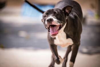 Stacey -  Pit Bull Terrier Dog for Adoption in Twentynine Palms, California - Stacey | PetCurious