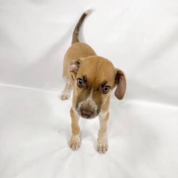 1011 (2026) Timon -  Cattle Dog and Mixed Breed Dog for Adoption in Parker, Colorado - 1011 (2026) Timon | PetCurious