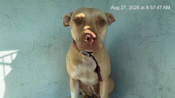 HONEY -  Pit Bull Terrier Dog for Adoption in Ocala, Florida - HONEY | PetCurious