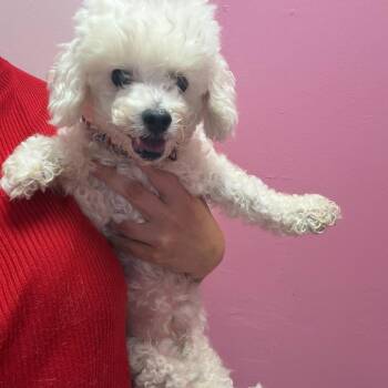 Bella -  Miniature Poodle Dog for Adoption in Webster, Texas - Bella | PetCurious