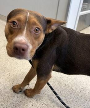 Little Chicken -  Mixed Breed Dog for Adoption in Lafayette, Indiana - Little Chicken | PetCurious