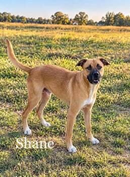 Shane -  Black Mouth Cur and Retriever Dog for Adoption in Lucas, Texas - Shane | PetCurious