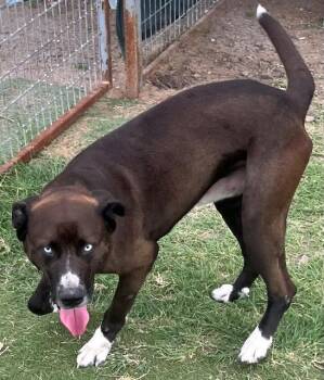 Apache -  Labrador Retriever and Pit Bull Terrier Dog Available for Adoption in New Braunfels, Texas - Apache | PetCurious