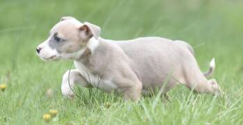 Chihuahua and Terrier Dogs Available for Adoption in Mechanicsburg, Pennsylvania - Briar | PetCurious