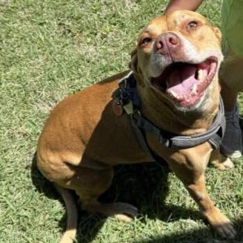 DAISY MAE (Lab Mix) -  Mixed Breed Dog for Adoption in Decatur, Alabama - DAISY MAE (Lab Mix) | PetCurious