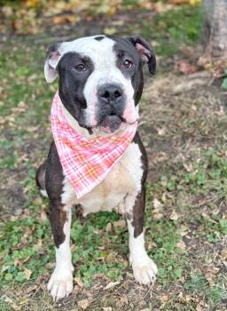 Rescue Pit Bull Terrier Dogs for Adoption in Buffalo, New York - Licorice | PetCurious