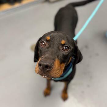 Banjo -  Mixed Breed Dog for Adoption in Sarasota, Florida - Banjo | PetCurious