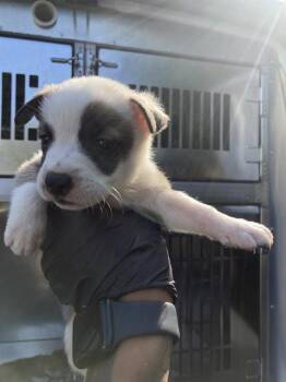 SISSY -  Mixed Breed Dog for Adoption in Dallas, Texas - SISSY | PetCurious