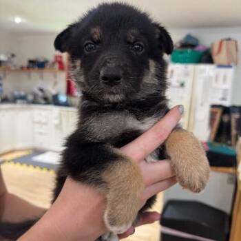 Saba Sushi -  German Shepherd Dog and Shepherd Dog for Adoption in Friendswood, Texas - Saba Sushi | PetCurious