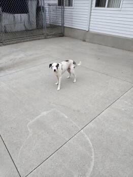 McGraw -  Mixed Breed Dog for Adoption in Maquoketa, Iowa - McGraw | PetCurious