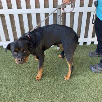 A613806 -  Rottweiler Dog for Adoption in Modesto, California - A613806 | PetCurious