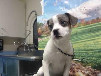 SOCKS -  Catahoula Leopard Dog and Mixed Breed Dog for Adoption in Moreno Valley, California - SOCKS | PetCurious
