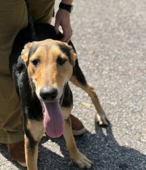 Aardvark -  Black And Tan Coonhound Dog for Adoption in Petersburg, Virginia - Aardvark | PetCurious