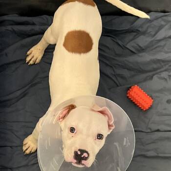 Pit Bull Terrier Dogs Available for Adoption in Baltimore, Maryland - Coco Puff 2 | PetCurious