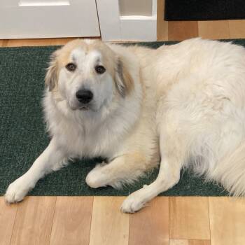 Rescue Great Pyrenees Dogs for Adoption in Otisfield, Maine - Badger | PetCurious