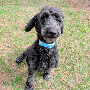 Standard Poodle Dogs Available for Adoption in Houston, Texas - Rubie Rose | PetCurious