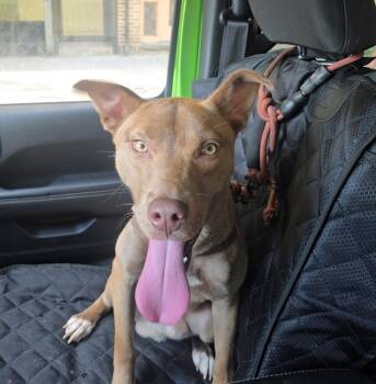 American Staffordshire Terrier and Husky Dogs Available for Adoption in New York, New York - Burrito | PetCurious