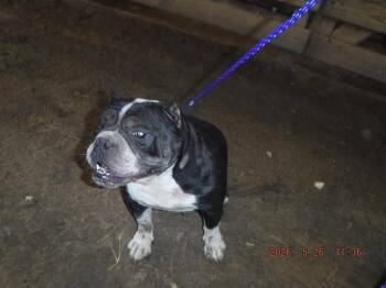American Bulldog and Mixed Breed Dogs Available for Adoption in Doral, Florida - PUDDING | PetCurious