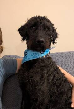 Labradoodle Dogs Available for Adoption - Bobby | PetCurious