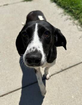 Alyssa -  Hound Dog for Adoption in Suffolk, Virginia - Alyssa | PetCurious