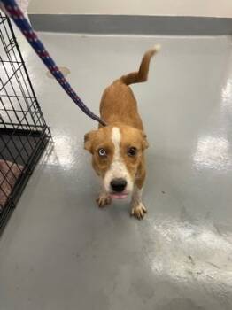 Rescue Terrier and Mixed Breed Dogs for Adoption in Batavia, Ohio - Chardonnay | PetCurious