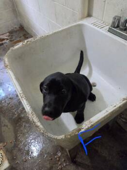 Justice -  Labrador Retriever Dog for Adoption in Irwin, Pennsylvania - Justice | PetCurious