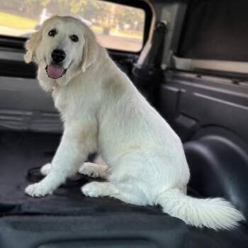 Captain America -  Great Pyrenees Dog for Adoption in Roswell, Georgia - Captain America | PetCurious