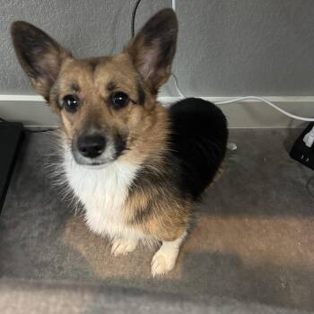 Kiwi -  Corgi Dog for Adoption in Austin, Texas - Kiwi | PetCurious