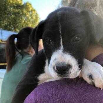 Rescue Terrier Dogs for Adoption in Clanton, Alabama - Levi | PetCurious