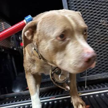 Graham Cracker -  Mixed Breed Dog for Adoption in Gadsden, Alabama - Graham Cracker | PetCurious