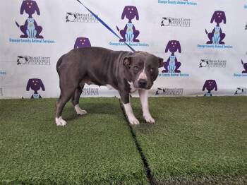 Pit Bull Terrier and Mixed Breed Dogs Available for Adoption - JAZZY | PetCurious
