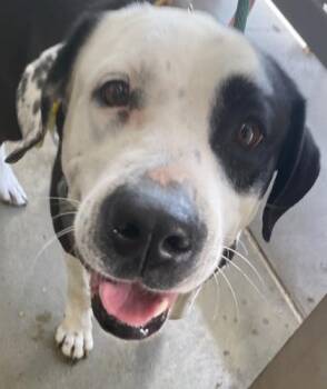 Pit Bull Terrier and Mixed Breed Dogs Available for Adoption - Po | PetCurious