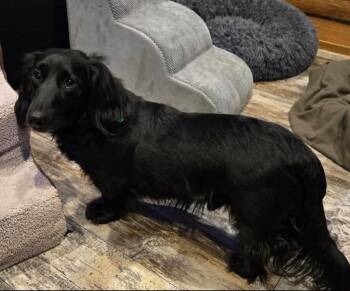 Dachshund and Cattle Dog Dogs Available for Adoption - Romeo | PetCurious