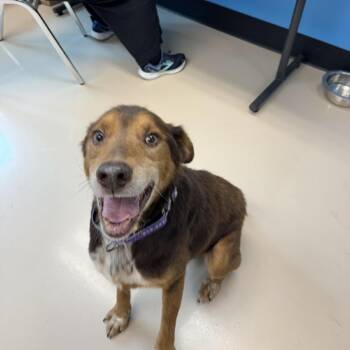 Fozzie -  Mixed Breed Dog for Adoption in Mebane, North Carolina - Fozzie | PetCurious