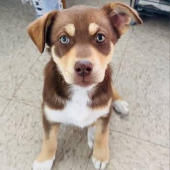 Luna -  Shepherd and Labrador Retriever Dog for Adoption in Mount Vernon, Indiana - Luna | PetCurious