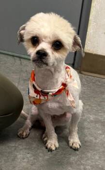 Shorti -  Shih Tzu Dog for Adoption in Yellowknife, Northwest Territories - Shorti | PetCurious